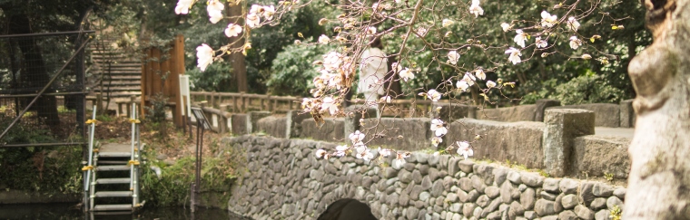 井の頭恩賜公園