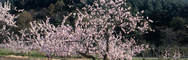 長野県