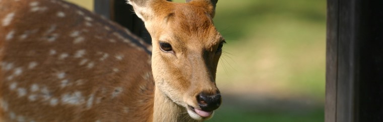 奈良公園